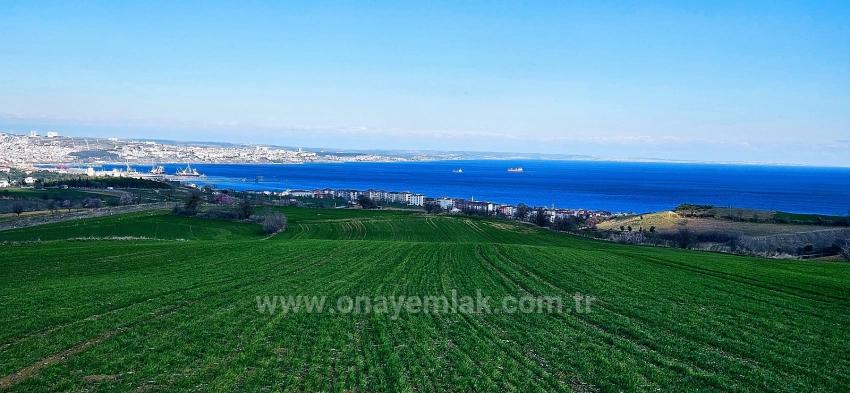 Grundstück Mit Freiem Meer- Und Naturblick, Geeignet Für Ein Villenprojekt Mit 75 Villen In Tekirdağ Barbarosta