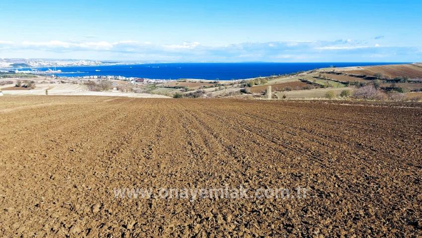 Gelände Zu verkaufen in Barbaros Bz. Süleymanpaşa Kumbağ - Villa-Zonierung - 6.350 m²