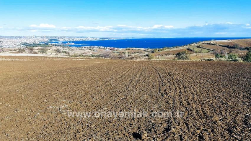 Gelände Zu verkaufen in Barbaros Bz. Süleymanpaşa Kumbağ - Villa-Zonierung - 6.350 m²