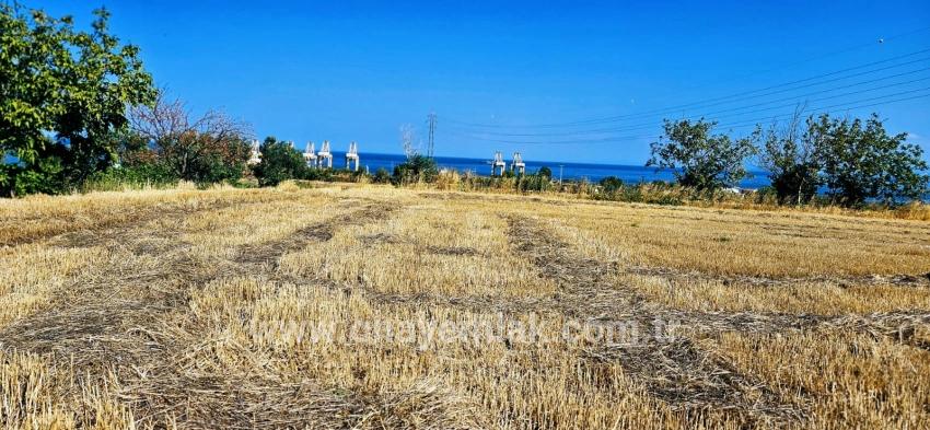 Feld Zu verkaufen in Barbaros Bz. Süleymanpaşa Kumbağ - Gehäuse-Zonierung - 8.500 m²