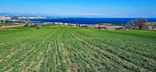 Grundstück Mit Freiem Meer- Und Naturblick, Geeignet Für Ein Villenprojekt Mit 75 Villen In Tekirdağ Barbarosta