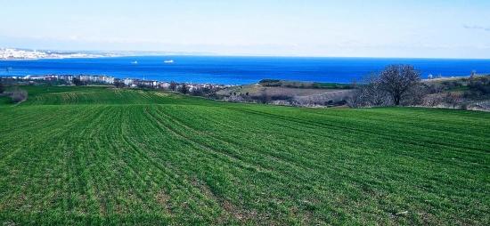 Grundstück Mit Freiem Meer- Und Naturblick, Geeignet Für Ein Villenprojekt Mit 75 Villen In Tekirdağ Barbarosta