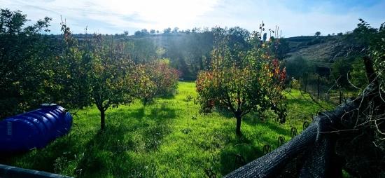 Für Das Abgetrennte Grundstück Besteht Kein Eigentumsanteil. Picknicks Und Grillfeste Sind An Wochenenden Nicht Gestattet.