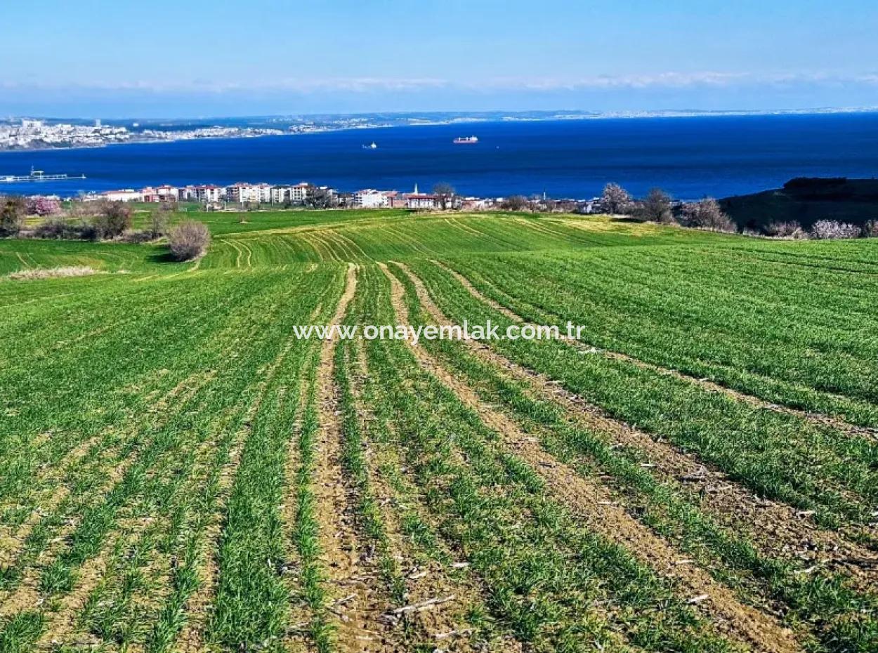 Die Nächstgelegene Region Zu Istanbul Ist Tekirdag Barbarost 34.500 Opportunity Zoned Land, Das Sich Für Den Bau Von 75 Luxusvillen Mit Vollem Blick Auf Das Meer Und Die Natur Eignet