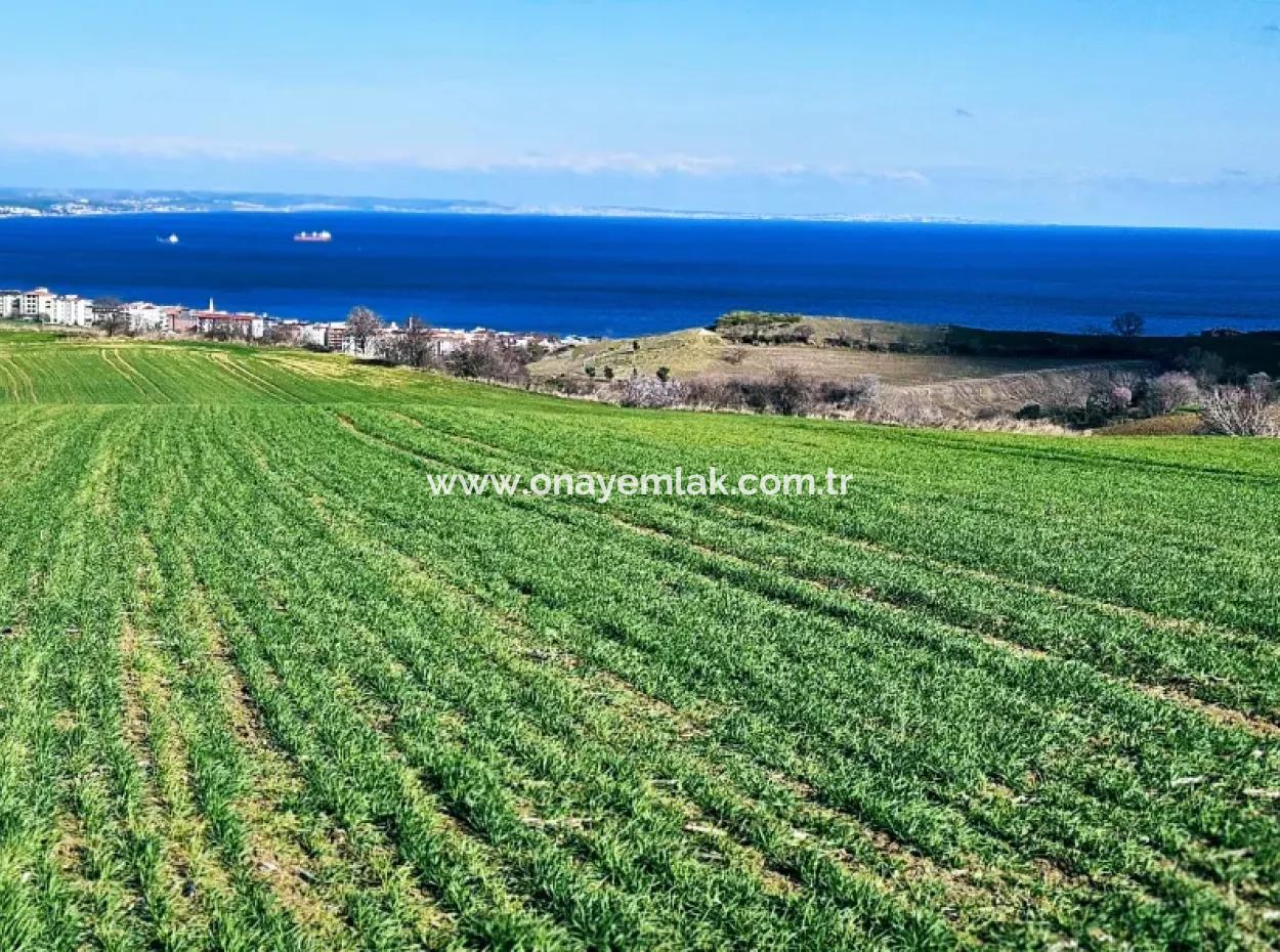 Die Nächstgelegene Region Zu Istanbul Ist Tekirdag Barbarost 34.500 Opportunity Zoned Land, Das Sich Für Den Bau Von 75 Luxusvillen Mit Vollem Blick Auf Das Meer Und Die Natur Eignet