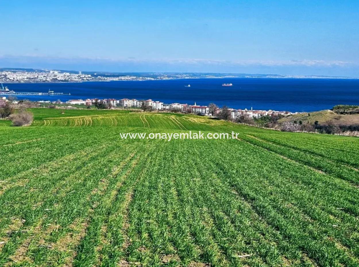 Die Nächstgelegene Region Zu Istanbul Ist Tekirdag Barbarost 34.500 Opportunity Zoned Land, Das Sich Für Den Bau Von 75 Luxusvillen Mit Vollem Blick Auf Das Meer Und Die Natur Eignet