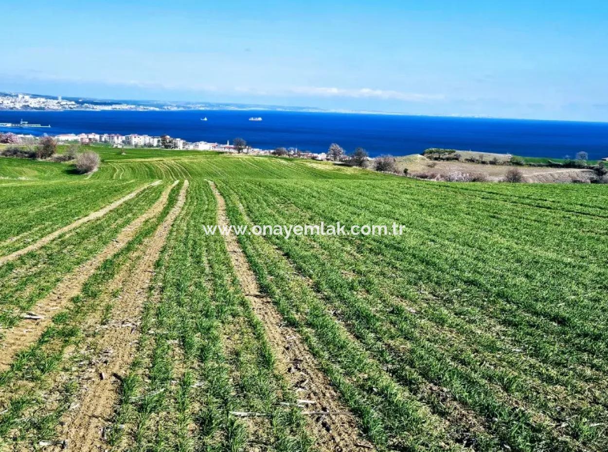 Die Nächstgelegene Region Zu Istanbul Ist Tekirdag Barbarost 34.500 Opportunity Zoned Land, Das Sich Für Den Bau Von 75 Luxusvillen Mit Vollem Blick Auf Das Meer Und Die Natur Eignet