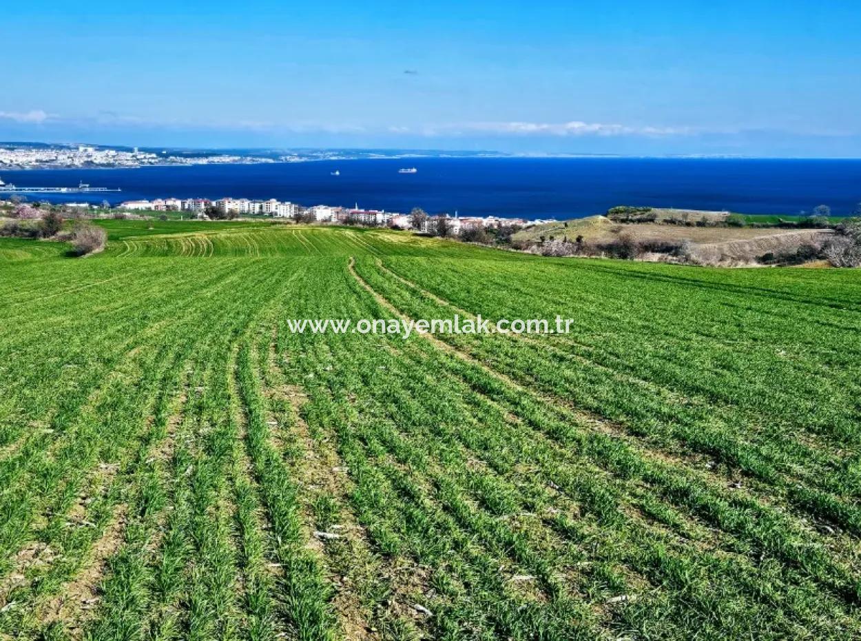 Die Nächstgelegene Region Zu Istanbul Ist Tekirdag Barbarost 34.500 Opportunity Zoned Land, Das Sich Für Den Bau Von 75 Luxusvillen Mit Vollem Blick Auf Das Meer Und Die Natur Eignet