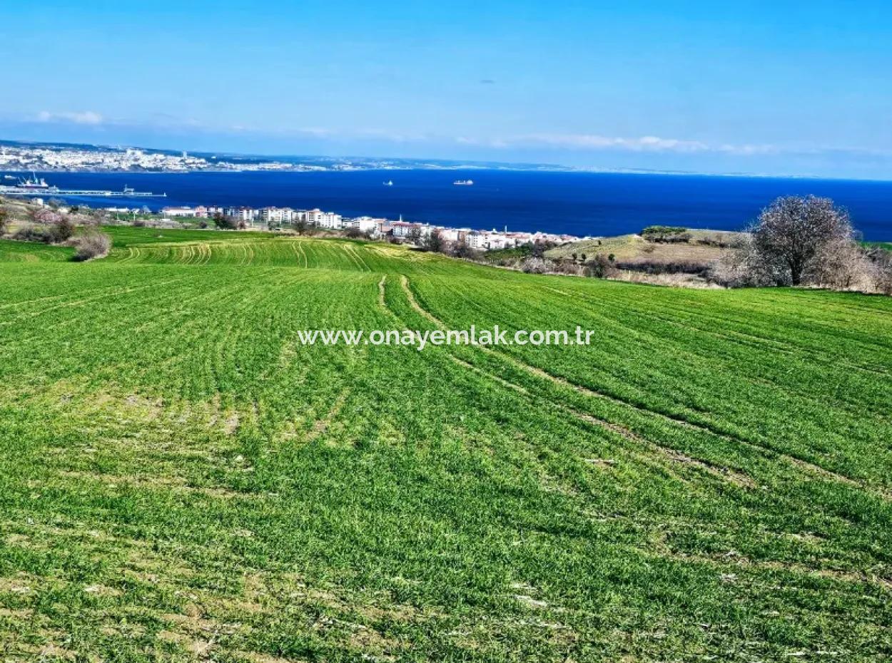 Die Nächstgelegene Region Zu Istanbul Ist Tekirdag Barbarost 34.500 Opportunity Zoned Land, Das Sich Für Den Bau Von 75 Luxusvillen Mit Vollem Blick Auf Das Meer Und Die Natur Eignet