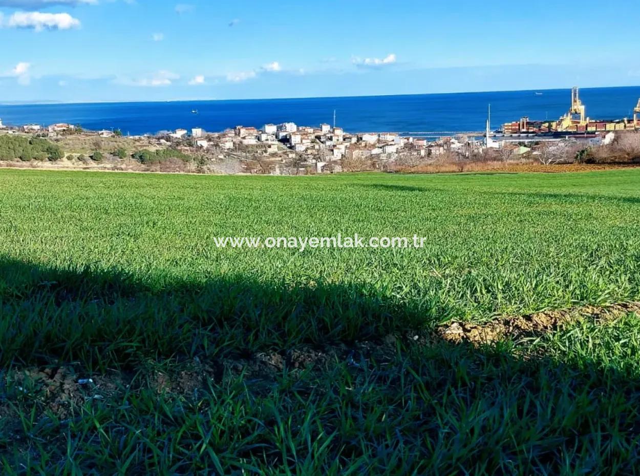 17 980 M2 Feld Zum Verkauf In Der Nähe Des Hafens Von Tekirdag Barbaros Asyaport