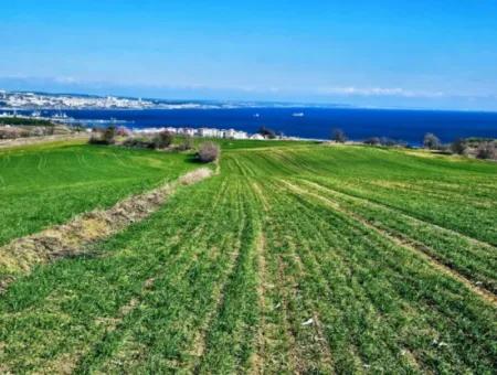 Grundstück Geeignet Für Den Bau Von 75 Villen Mit Vollem Meerblick Zum Dringenden Verkauf In Tekirdag Barbarosta