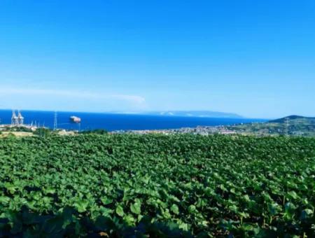 Das 17.980 M2 Große Grundstück In Barbaros, Tekirdag, Liegt An Der Asyaport Harbor Road.