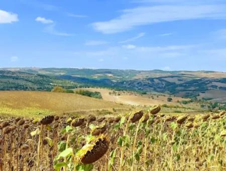 10.500 M2 Investitionsfeld Mit Dem Vorteil Der Offenen Straße Im Sommer Und Winter Im Bezirk Tekirdağ Çanakçı! Tolle Gelegenheit Für Familienpicknick, Weinbau Und Hobbygarten