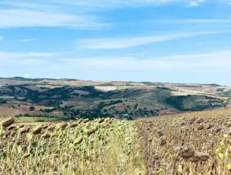 10.500 M2 Investitionsfeld Mit Dem Vorteil Der Offenen Straße Im Sommer Und Winter Im Bezirk Tekirdağ Çanakçı! Tolle Gelegenheit Für Familienpicknick, Weinbau Und Hobbygarten