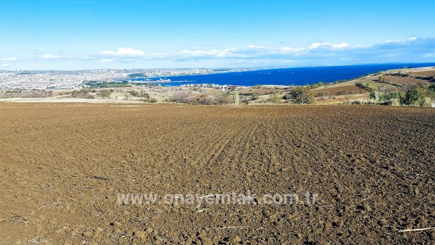 Terrain For sale in Barbaros Nbh. Süleymanpaşa Kumbağ - Villa Zoned - 6.350 m²