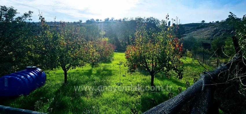 There Is No Share In The Deed Of A Detached Parcel. Don't Enjoy Picnics And Barbecues On Weekends.