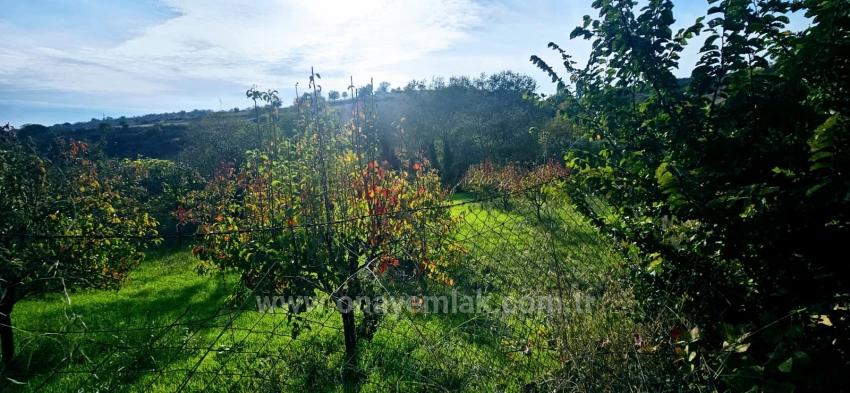 There Is No Share In The Deed Of A Detached Parcel. Don't Enjoy Picnics And Barbecues On Weekends.