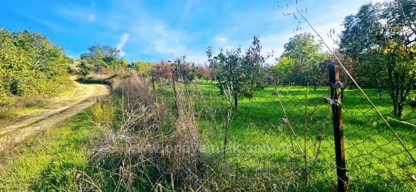 There Is No Share In The Deed Of A Detached Parcel. Don't Enjoy Picnics And Barbecues On Weekends.