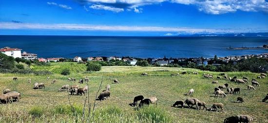 15 Luxury Villas With Unique Full Sea And Nature Views, Located In A Suitable Area For The Project