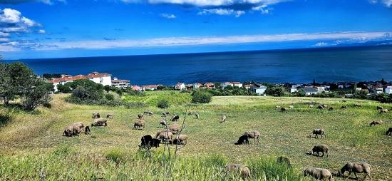 15 Luxury Villas With Unique Full Sea And Nature Views, Located In A Suitable Area For The Project