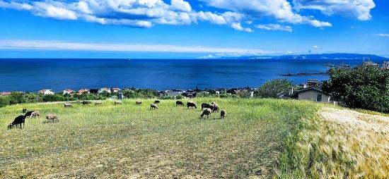 15 Luxury Villas With Unique Full Sea And Nature Views, Located In A Suitable Area For The Project