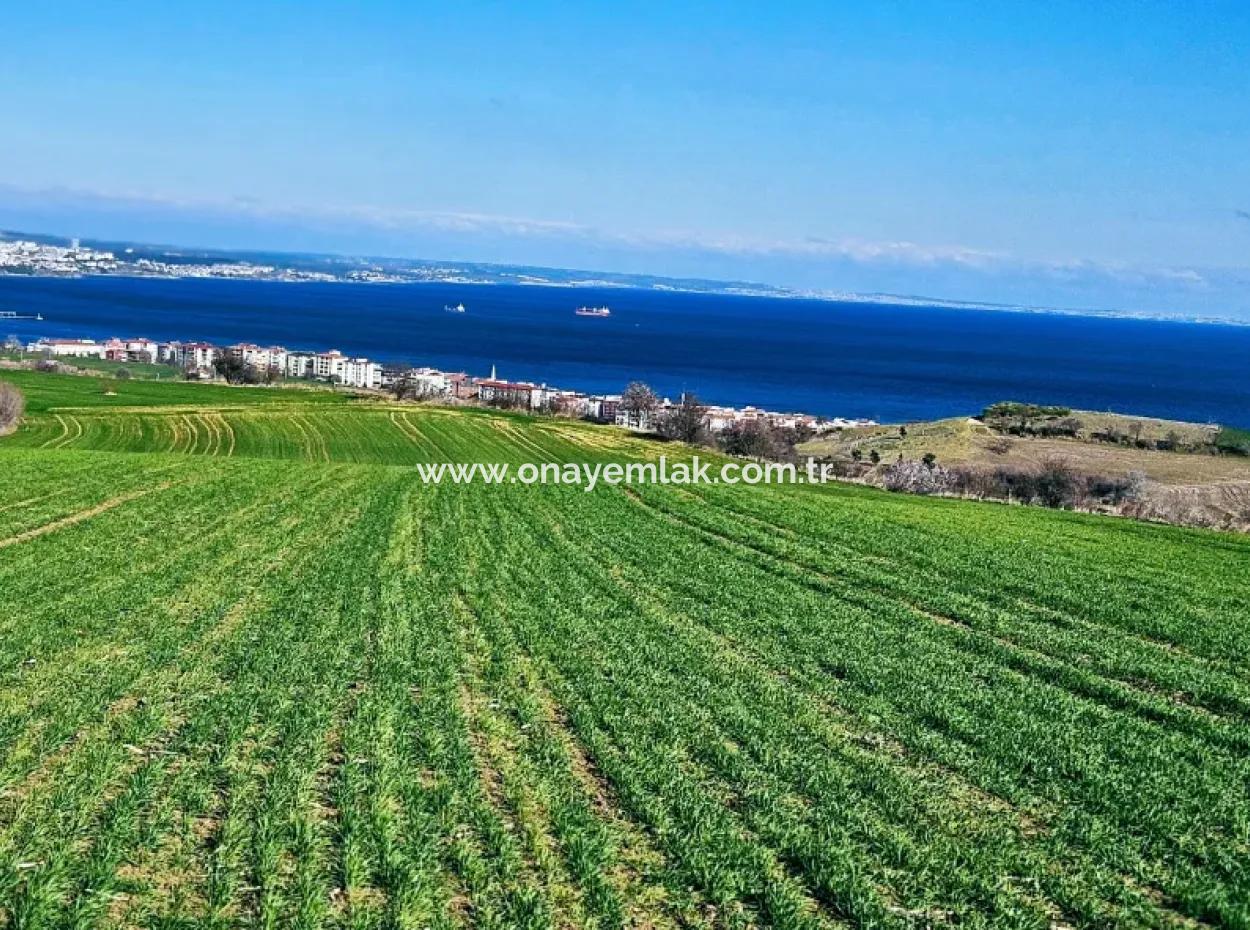 The Closest Region To Istanbul Is Tekirdag Barbarost 34,500 Opportunity Zoned Land Suitable For Building 75 Luxury Villas With Full Sea And Nature Views