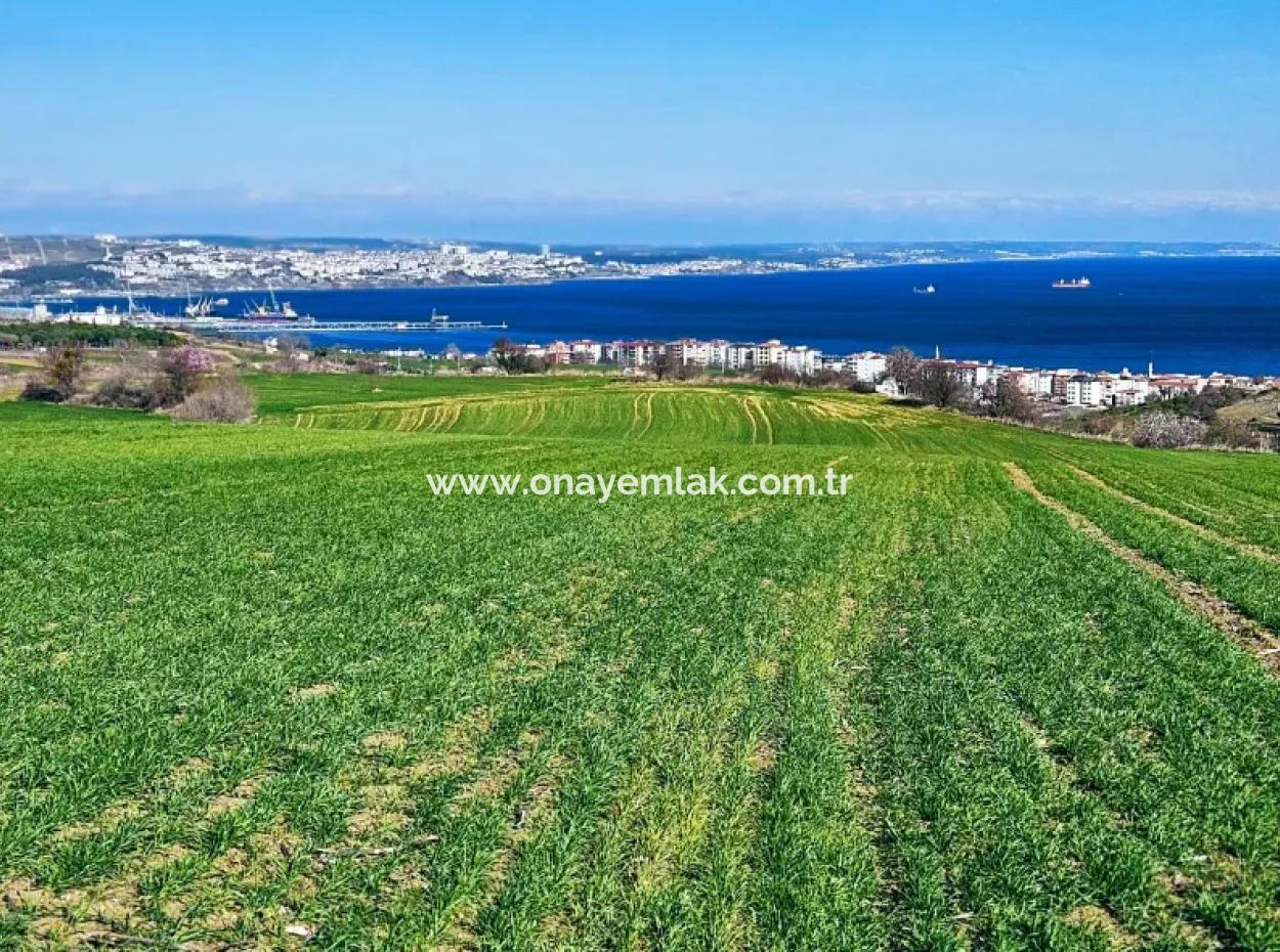 35.000 M2 Villa Zoned Land With Full Sea View For Urgent Sale In Tekirdag Barbarosta