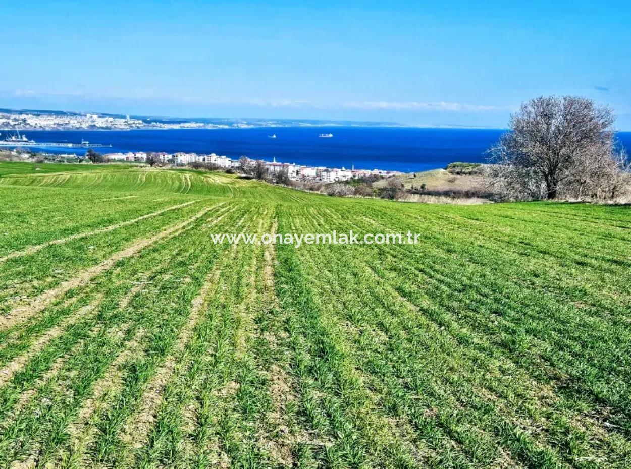 The Closest Region To Istanbul Is Tekirdag Barbarost 34,500 Opportunity Zoned Land Suitable For Building 75 Luxury Villas With Full Sea And Nature Views