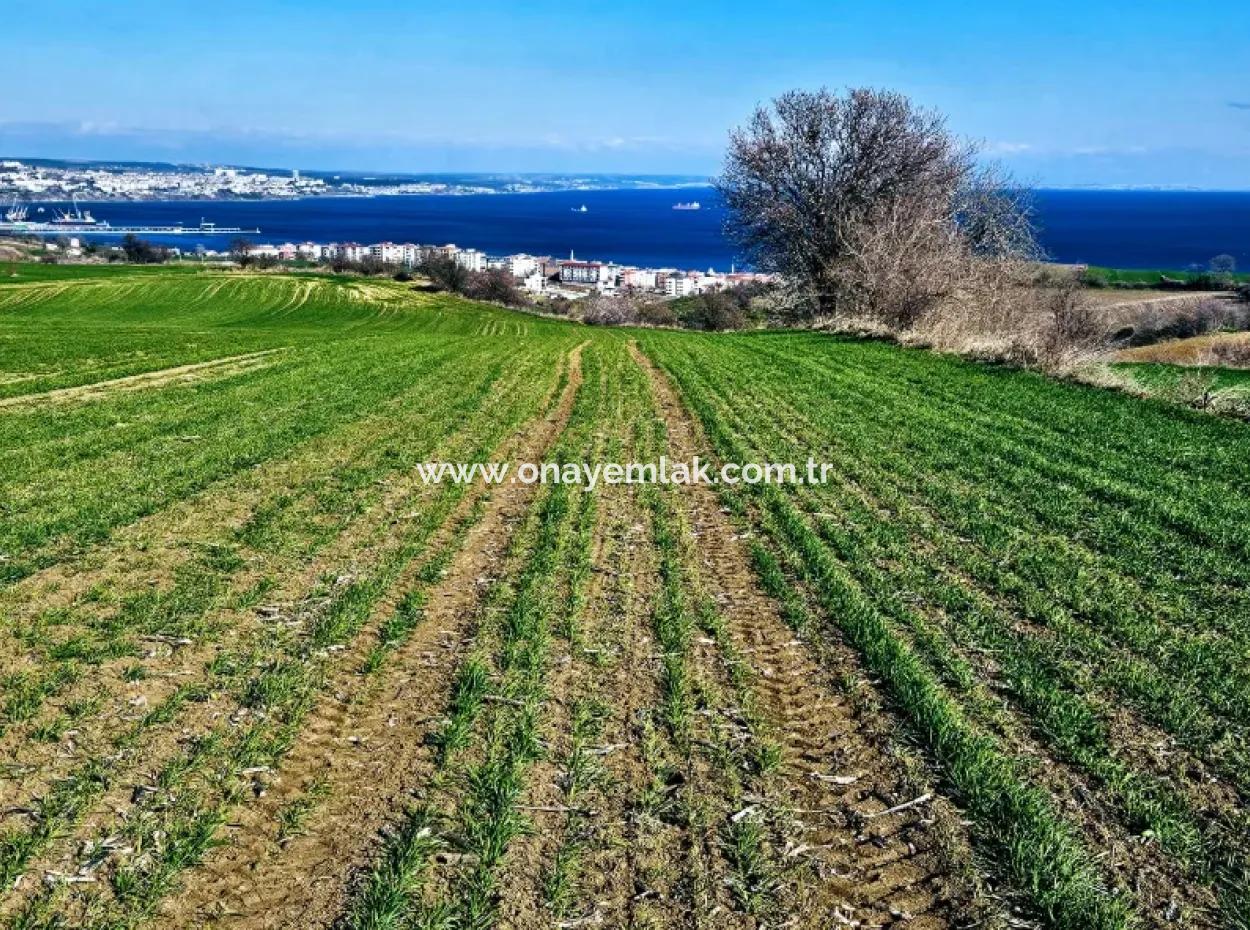 The Closest Region To Istanbul Is Tekirdag Barbarost 34,500 Opportunity Zoned Land Suitable For Building 75 Luxury Villas With Full Sea And Nature Views