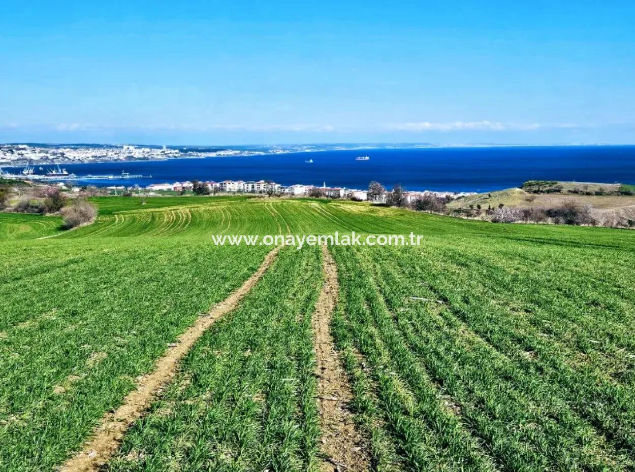 The Closest Region To Istanbul Is Tekirdag Barbarost 34,500 Opportunity Zoned Land Suitable For Building 75 Luxury Villas With Full Sea And Nature Views