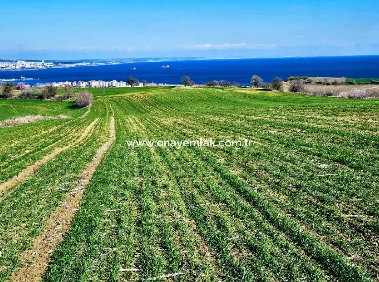 The Closest Region To Istanbul Is Tekirdag Barbarost 34,500 Opportunity Zoned Land Suitable For Building 75 Luxury Villas With Full Sea And Nature Views