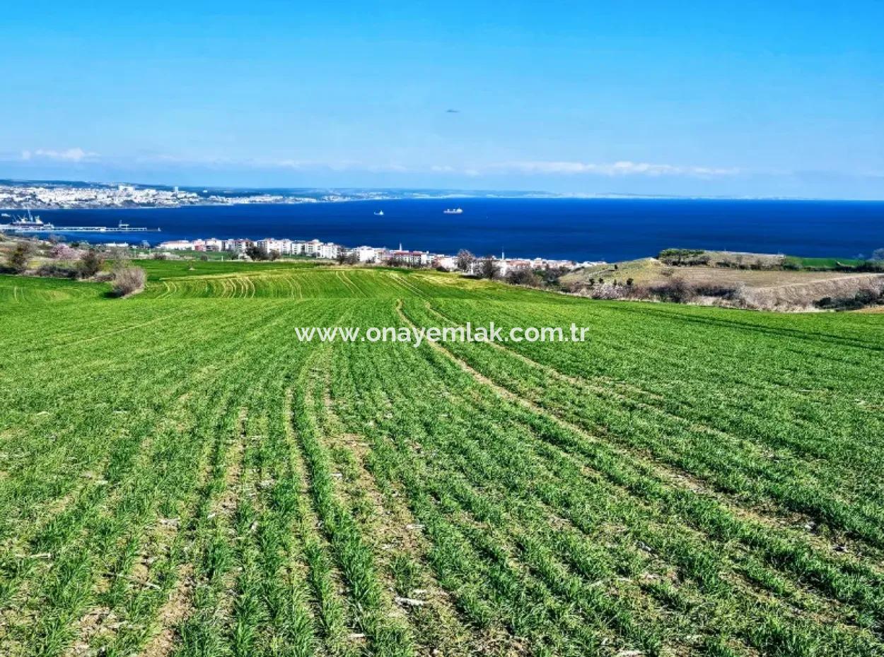 The Closest Region To Istanbul Is Tekirdag Barbarost 34,500 Opportunity Zoned Land Suitable For Building 75 Luxury Villas With Full Sea And Nature Views