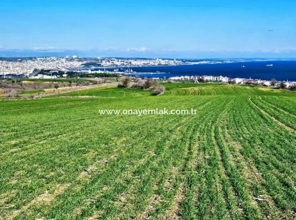 The Closest Region To Istanbul Is Tekirdag Barbarost 34,500 Opportunity Zoned Land Suitable For Building 75 Luxury Villas With Full Sea And Nature Views