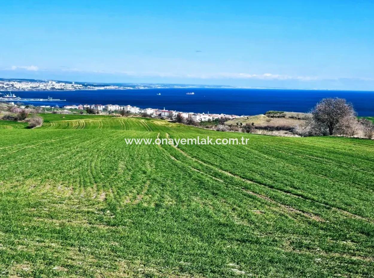 The Closest Region To Istanbul Is Tekirdag Barbarost 34,500 Opportunity Zoned Land Suitable For Building 75 Luxury Villas With Full Sea And Nature Views