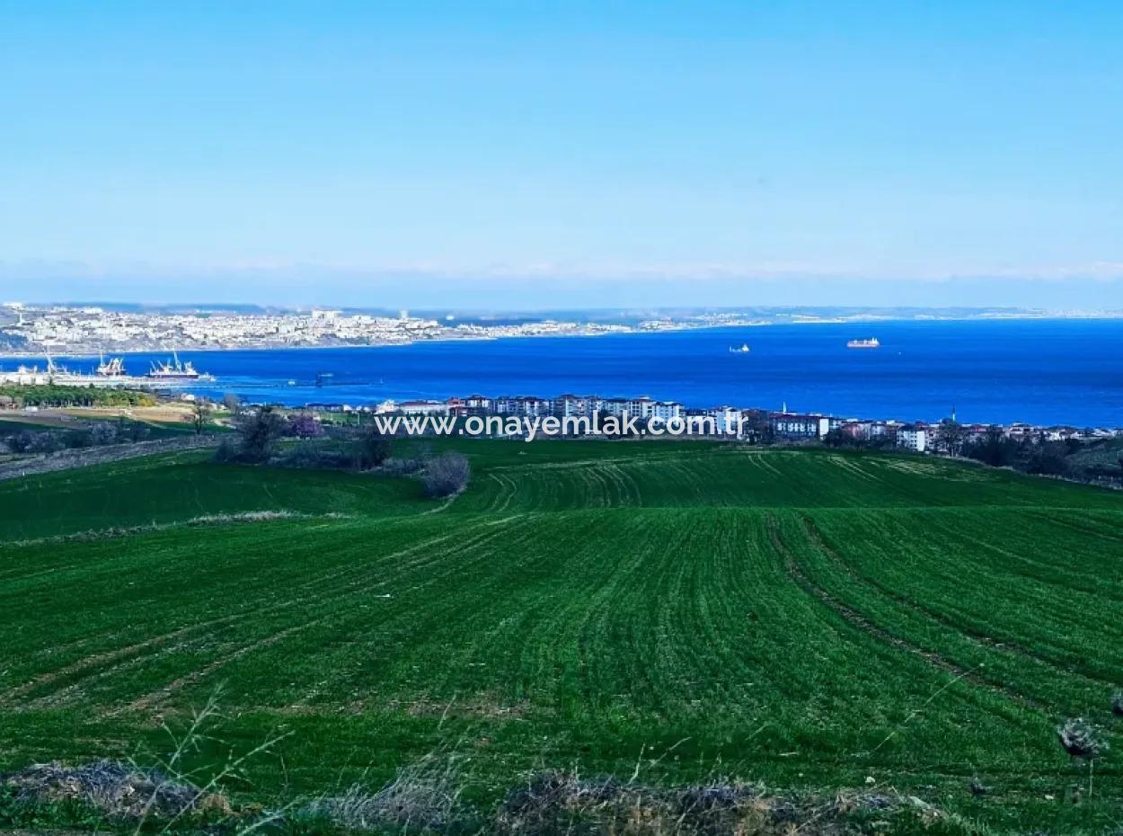 35.000 M2 Villa Zoned Land With Full Sea View For Urgent Sale In Tekirdag Barbarosta