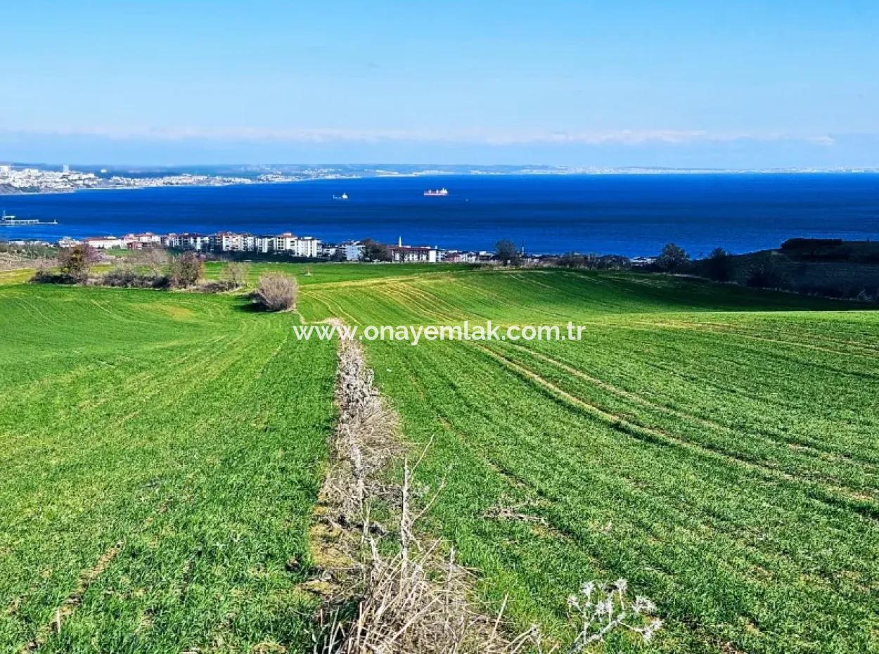 The Closest Region To Istanbul Is Tekirdag Barbarost 34,500 Opportunity Zoned Land Suitable For Building 75 Luxury Villas With Full Sea And Nature Views