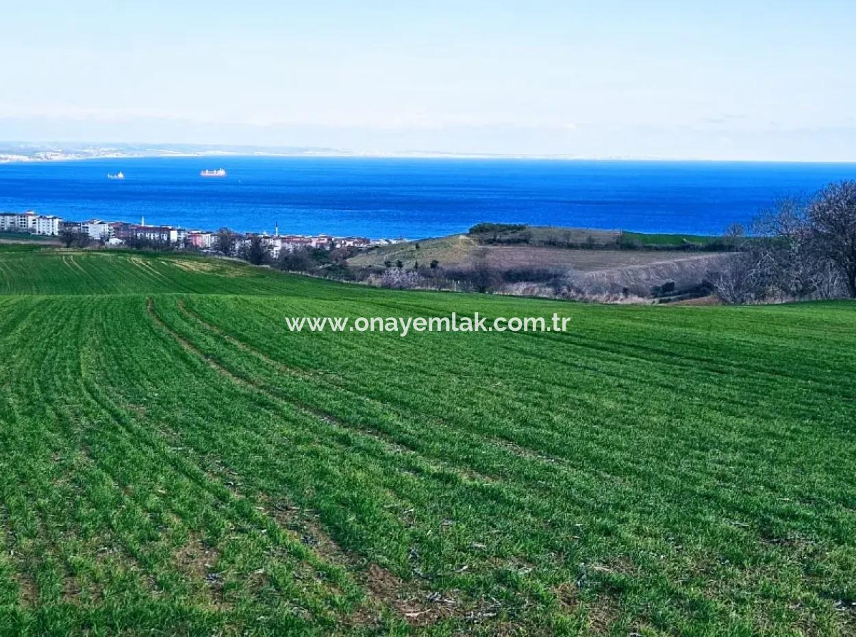 The Closest Region To Istanbul Is Tekirdag Barbarost 34,500 Opportunity Zoned Land Suitable For Building 75 Luxury Villas With Full Sea And Nature Views