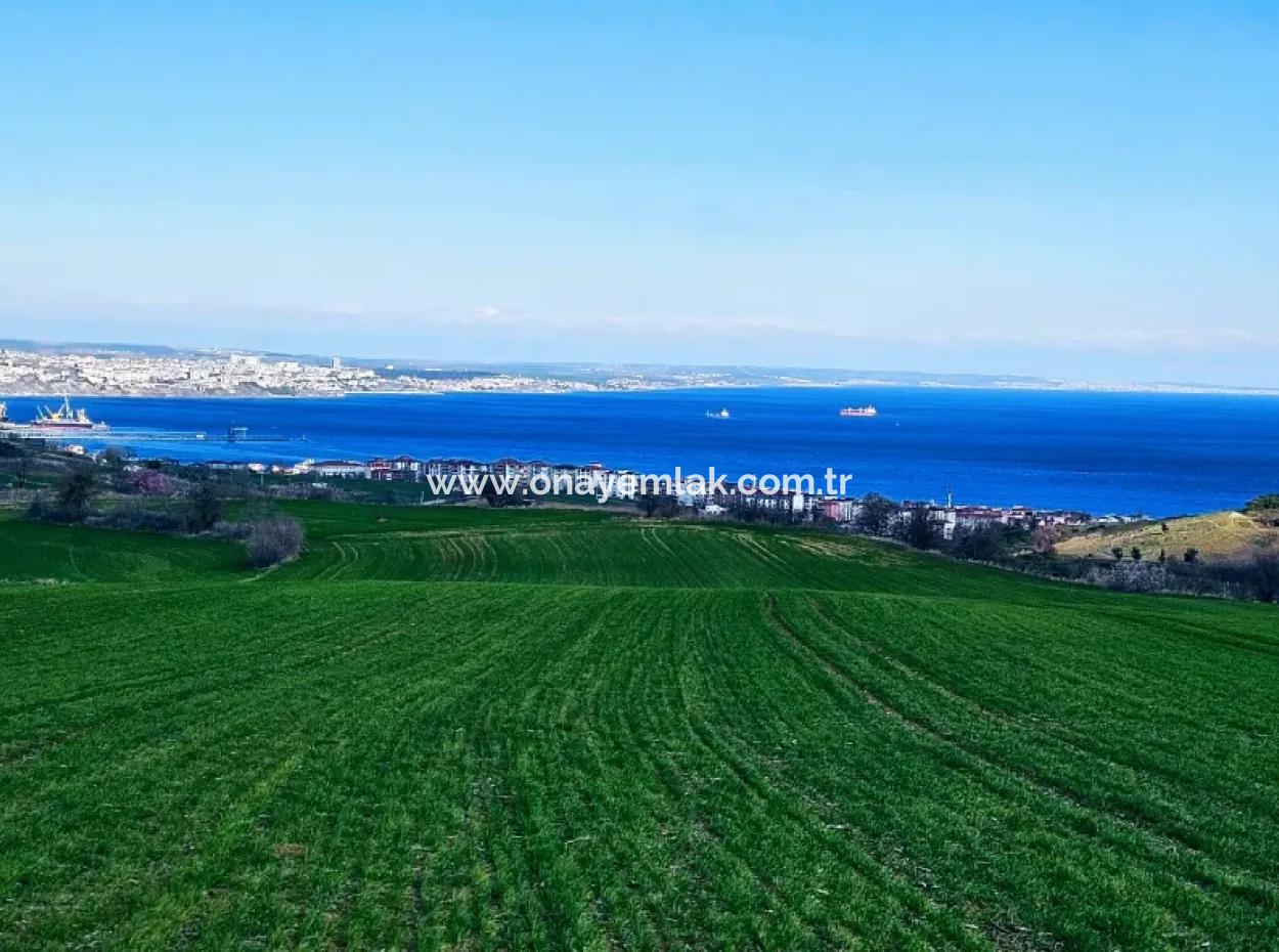 The Closest Region To Istanbul Is Tekirdag Barbarost 34,500 Opportunity Zoned Land Suitable For Building 75 Luxury Villas With Full Sea And Nature Views
