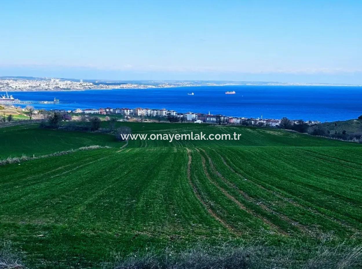 The Closest Region To Istanbul Is Tekirdag Barbarost 34,500 Opportunity Zoned Land Suitable For Building 75 Luxury Villas With Full Sea And Nature Views