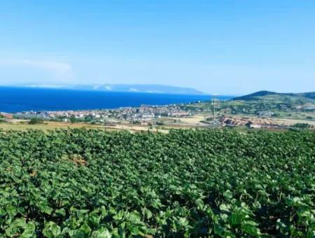 The 17,980 M2 Plot In Barbaros, Tekirdag, Is Facing The Asyaport Harbor Road.