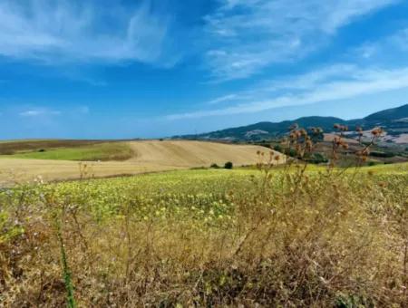 10.500 M2 Investment Field With The Advantage Of Open Road In Summer And Winter In Tekirdağ Çanakçı District! Great Opportunity For Family Picnic, Viticulture And Hobby Garden