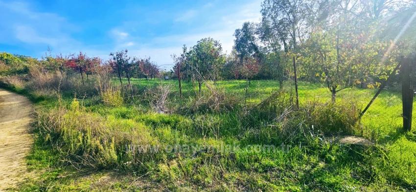 В Правоустанавливающем Документе На Отдельный Участок Нет Доли. Не Устраивайте Пикники И Барбекю По Выходным.