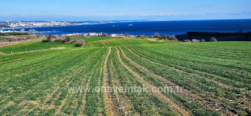 Süleymanpaşa Kumbağ Barbaros Mah. Satılık Arazi - Konut İmar Durumlu - 19.533 m²