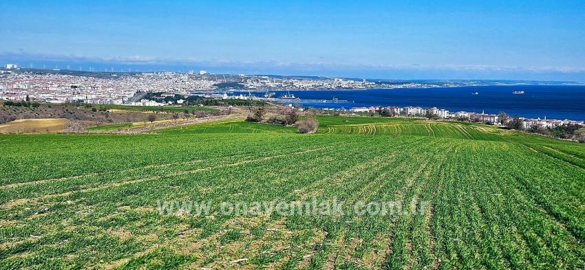 Süleymanpaşa Kumbağ Barbaros Mah. Satılık Arazi - Konut İmar Durumlu - 19.533 m²