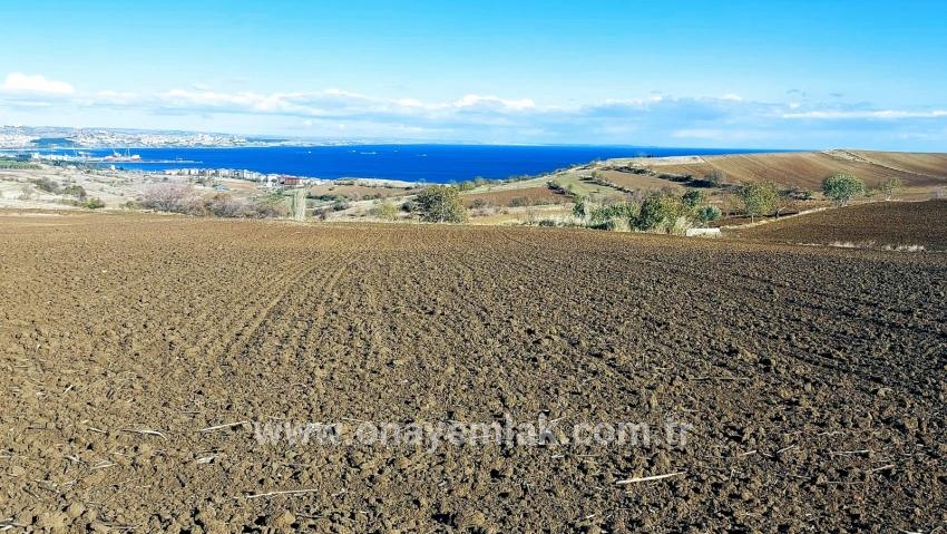Süleymanpaşa Kumbağ Barbaros Mah. Satılık Arazi - Villa İmar Durumlu - 6.350 m²