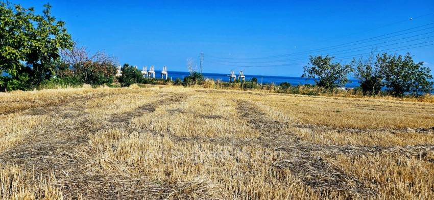 Asyaport Limanına Yakın 8.500 M2 Konut İmarlı Yüksek Kazanç Vaadi Arazi