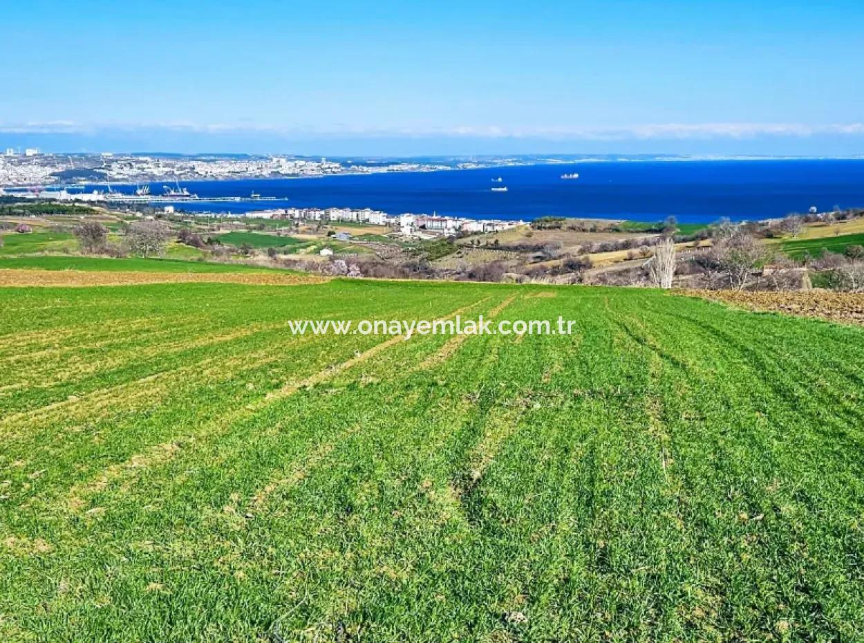 Tekirdağ Barbarosta Acil Satılık Full Deniz Manzaralı Villa İmarlı 6.400 M2 Villa İmarlı Arazi