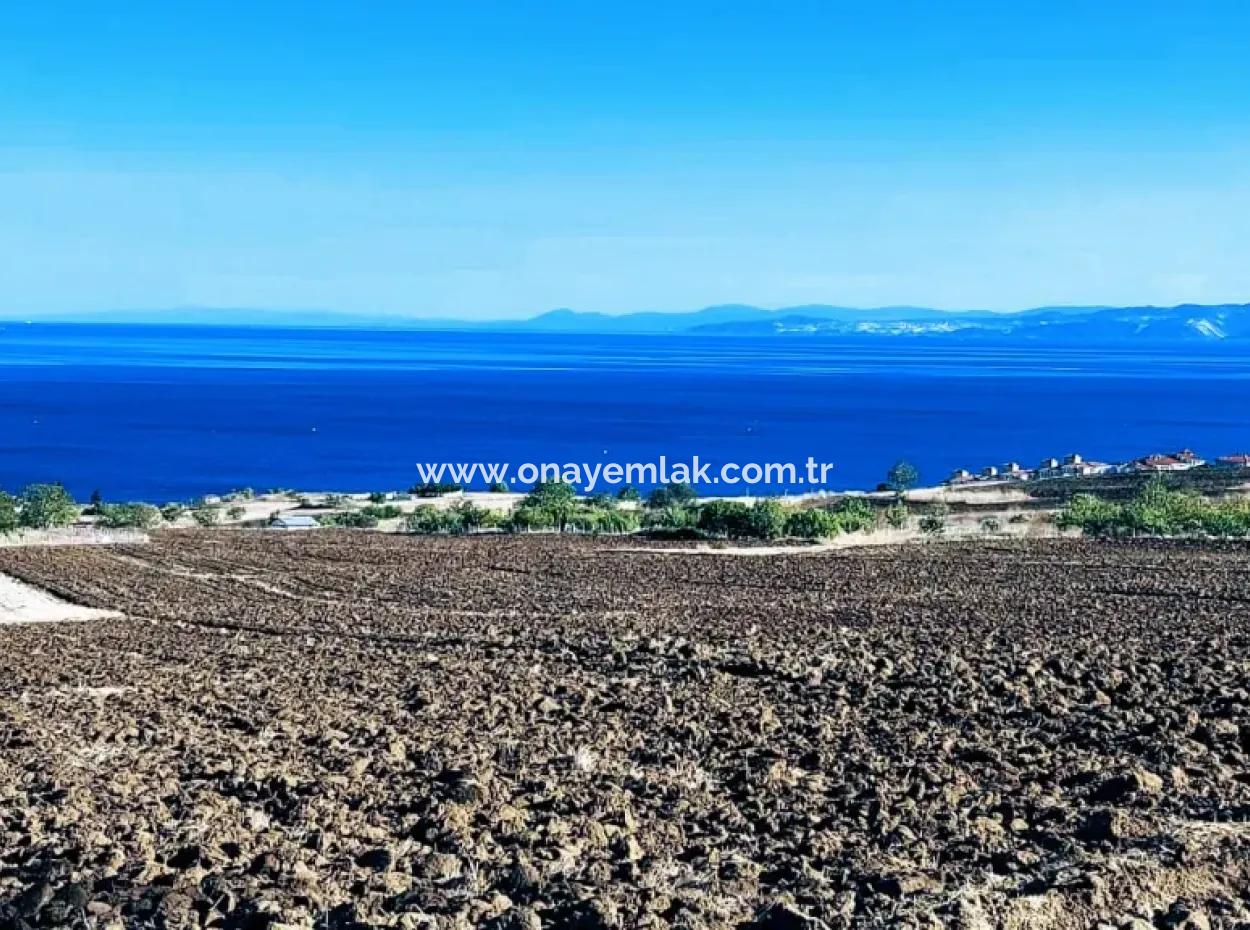 Tekirdağ Barbrosta Acil Satılık Yatırımcısına Yüksek Kazanç Garantisi 50 Dairelik Kooparetif Ve Site Yapımına Uygun Arazi