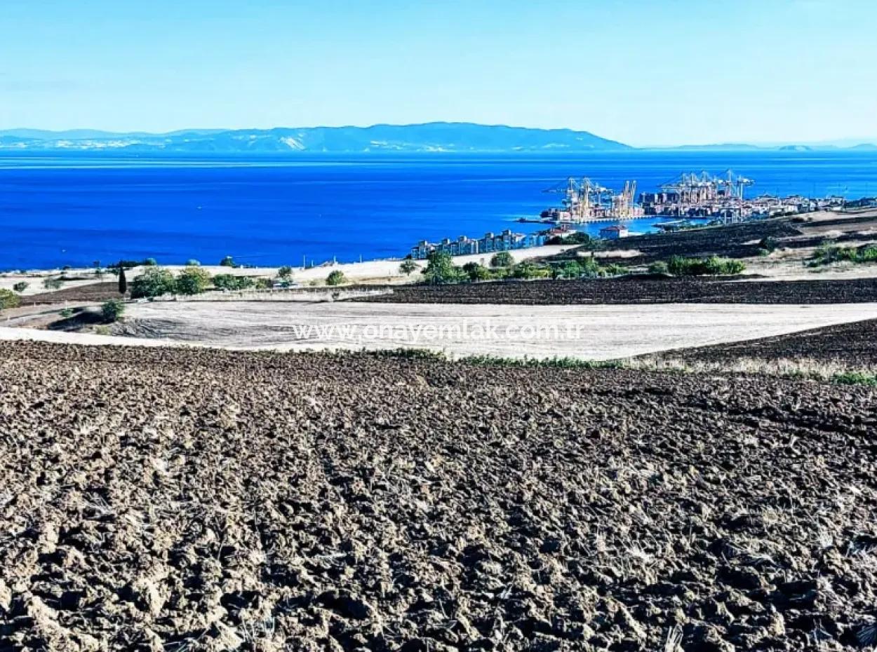 Tekirdağ Barbrosta Acil Satılık Yatırımcısına Yüksek Kazanç Garantisi 44 Dairelik Kooparetif Ve Site Yapımına Uygun Arazi