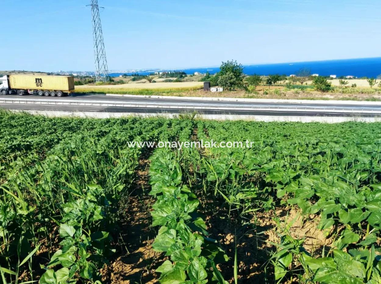 Tekirdağ Barbaros'ta Bulunan 17,980 M2 Arsa, Asyaport Liman Yolu'na Cepheli Konumdadır.